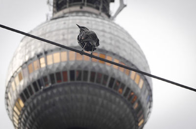 Low angle view of a bird