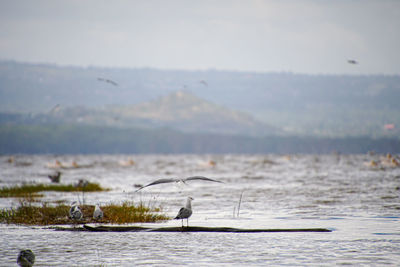 Bird flying over sea