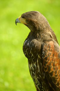 Harris hawk perched outside in a falconry centre latin name parabuteo unicinctus