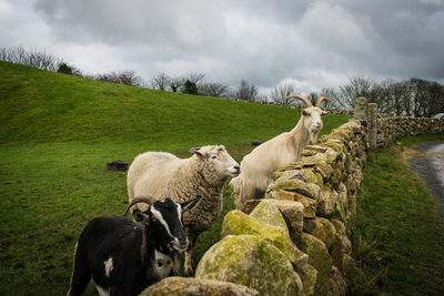 Sheep grazing in grass against sky