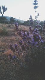 Flowers growing on field against clear sky