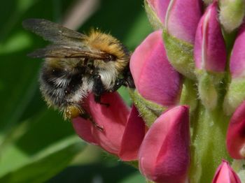 Close-up of bee pollinating on pink flower