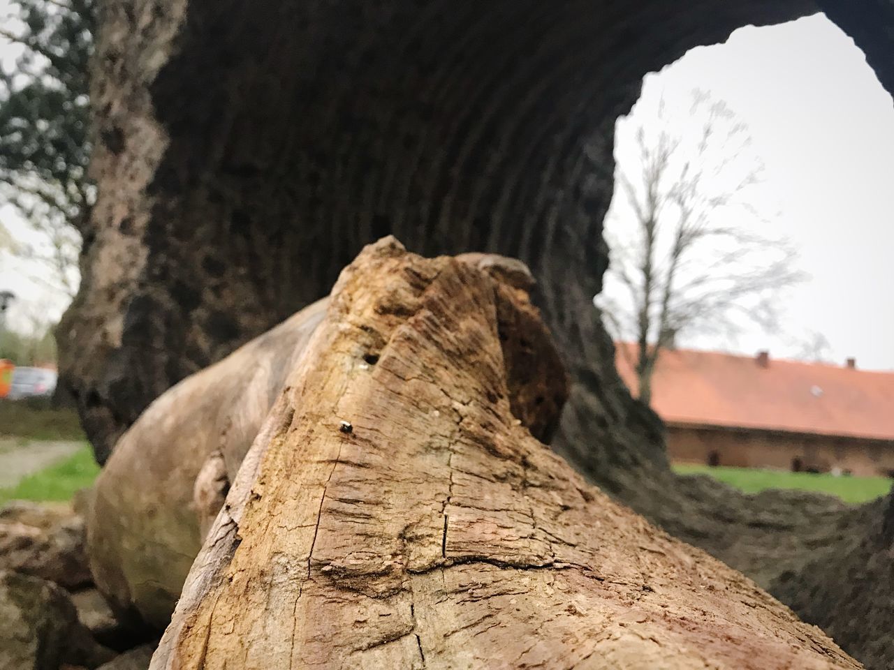 CLOSE-UP OF ROCK FORMATION ON TREE