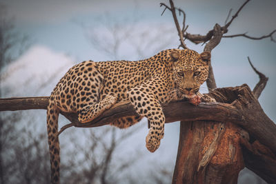 Low angle view of cat on tree branch