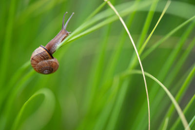 Close-up of snail on leaf