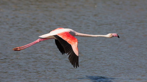 Close-up of flamingo flying over sea