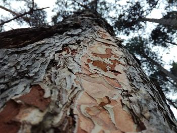 Low angle view of tree trunk against sky