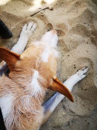 High angle view of dog lying on sand