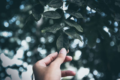 Close-up of hand holding leaf