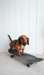 Portrait of dog sitting on floor