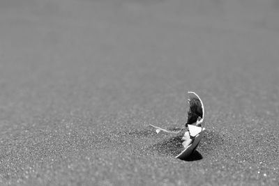 High angle view of umbrella on street