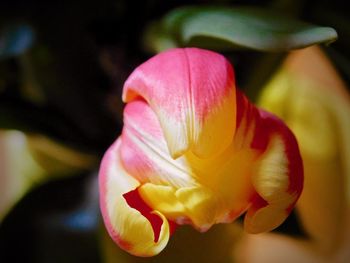 Close-up of pink tulip