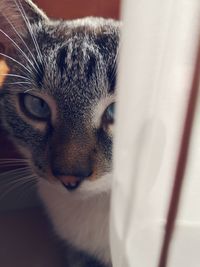 Close-up portrait of a cat