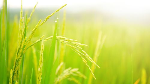 Close-up of crops growing on field