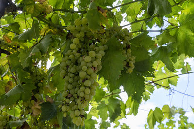 Low angle view of grapes growing on tree