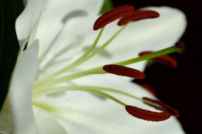 Close-up of stamen on white flower