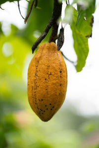 Close-up of fruits hanging on tree