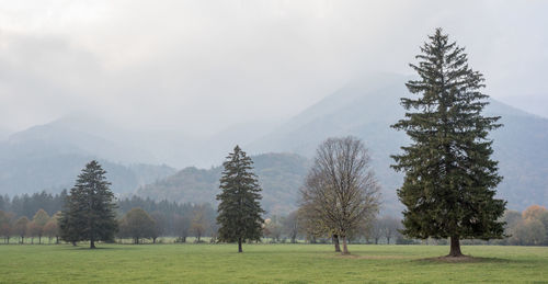 Trees on landscape against sky