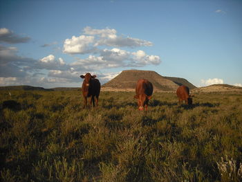 Cows grazing on field against sky