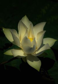 Close-up of flower against black background