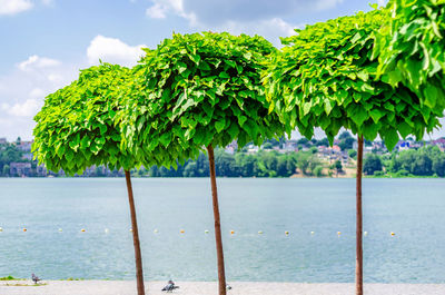 Decorative trees catalpa on the lake. refining parks
