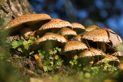 Close-up of mushroom growing by tree trunk