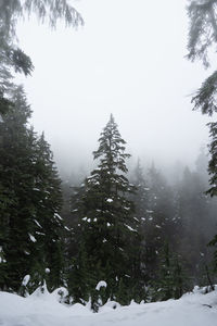 Snow covered pine trees in forest against sky