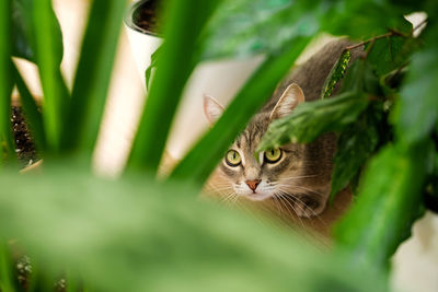 Portrait of cat