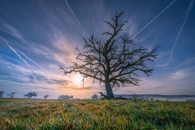 Bare tree on field against sky during sunset