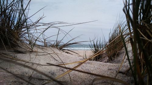 Bare trees against sky
