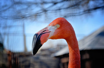 Close-up of bird