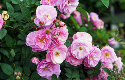 Close-up of pink flowers blooming outdoors