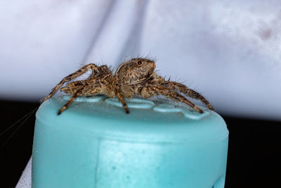 Close-up of insect on metal