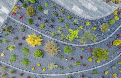 High angle view of woman standing on road