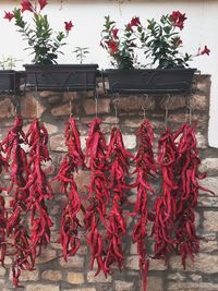 Red chili peppers hanging on potted plant