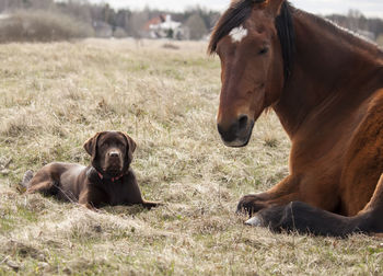 Horses in a field