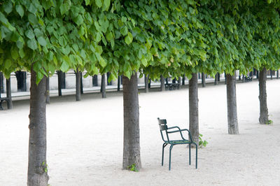 Empty benches by plants in park