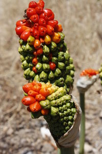 Close-up of strawberries