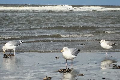 Seagulls on beach