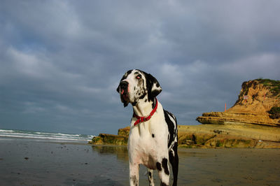 Dalmatian dog standing at beach