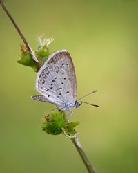 Close-up of butterfly on flower