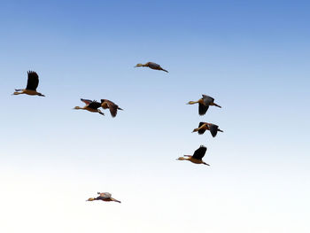 Low angle view of birds flying