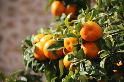 Close-up of oranges on tree 