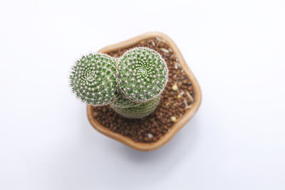 Close-up of succulent plant against white background