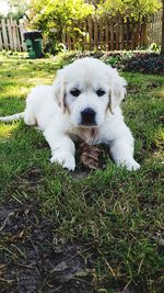 Portrait of puppy lying on grass