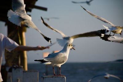 Seagulls flying over sea