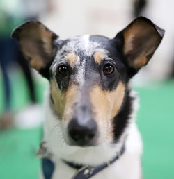 Close-up portrait of dog sticking out tongue