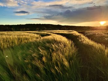 Scenic view of field against sky during sunset