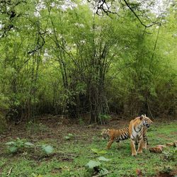 View of cat on field in forest