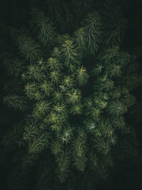 High angle view of pine tree